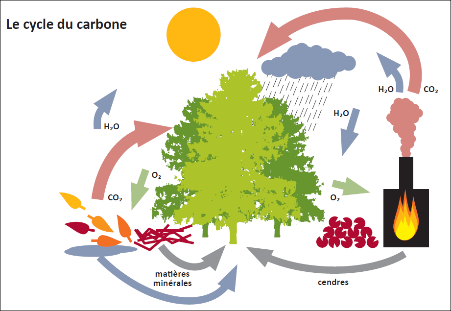 Le cycle du carbone