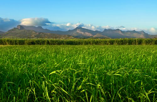 Un champ de canne à sucre